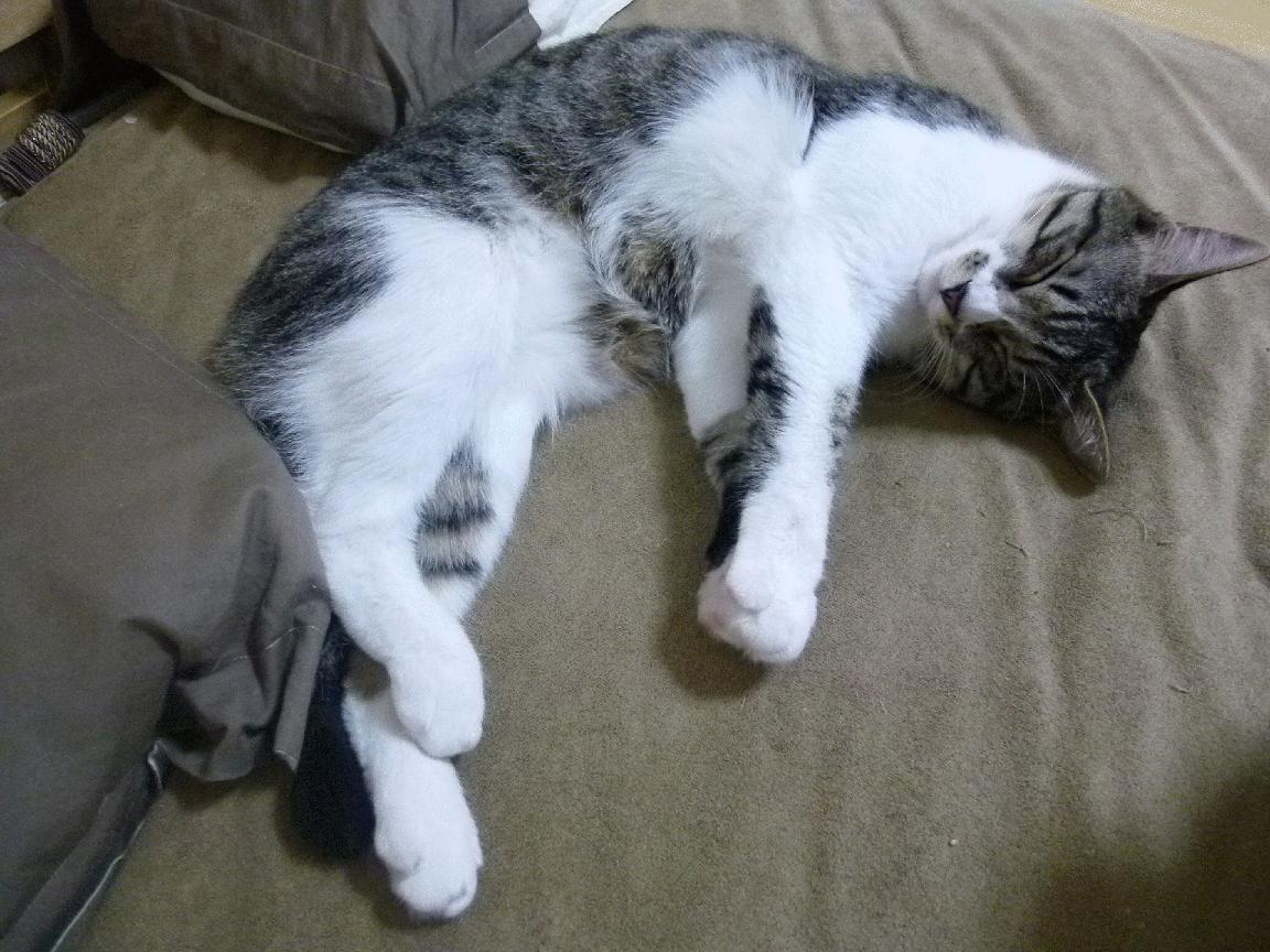 沪深对决，詹姆斯制胜一击定乾坤，上海队险胜深圳队背后的英雄时刻