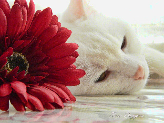 浙江队轻取快船,杜兰特连续得分拉开差距—篮球世界里的跨时空胜利